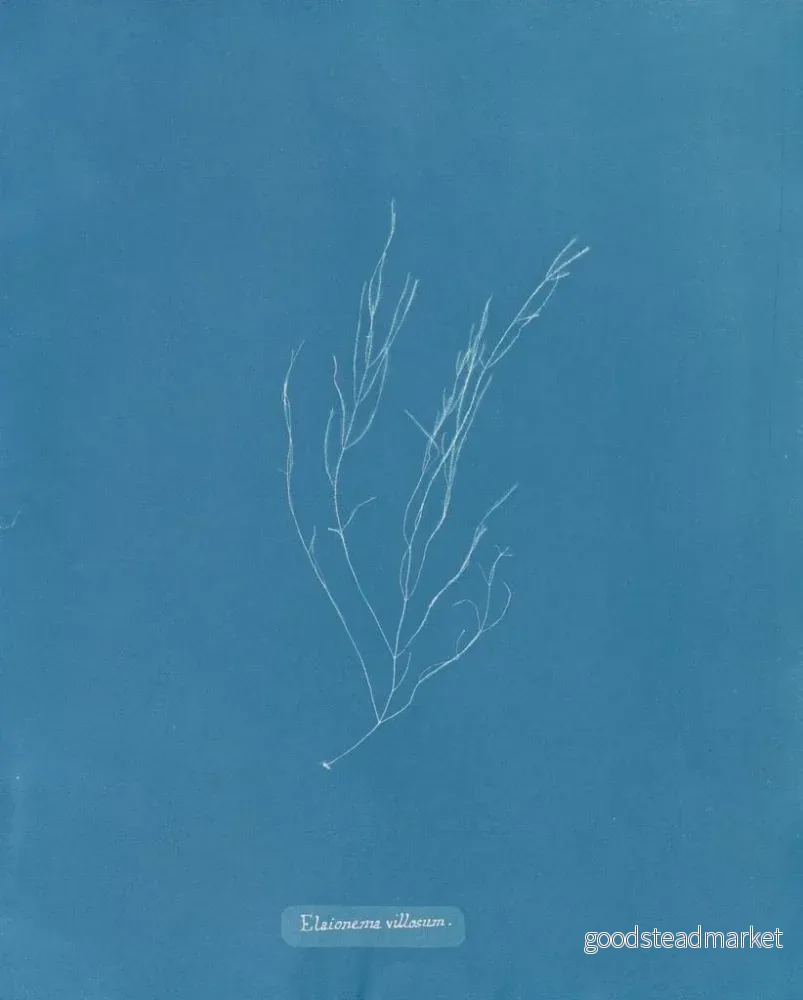 Målning Élaionema villosum - Anna Atkins - Bild 2