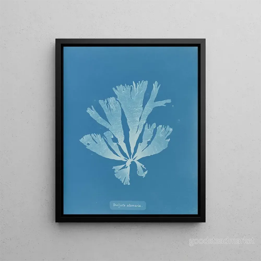 Målning Dictyota atomaria - Anna Atkins | Konsttryck