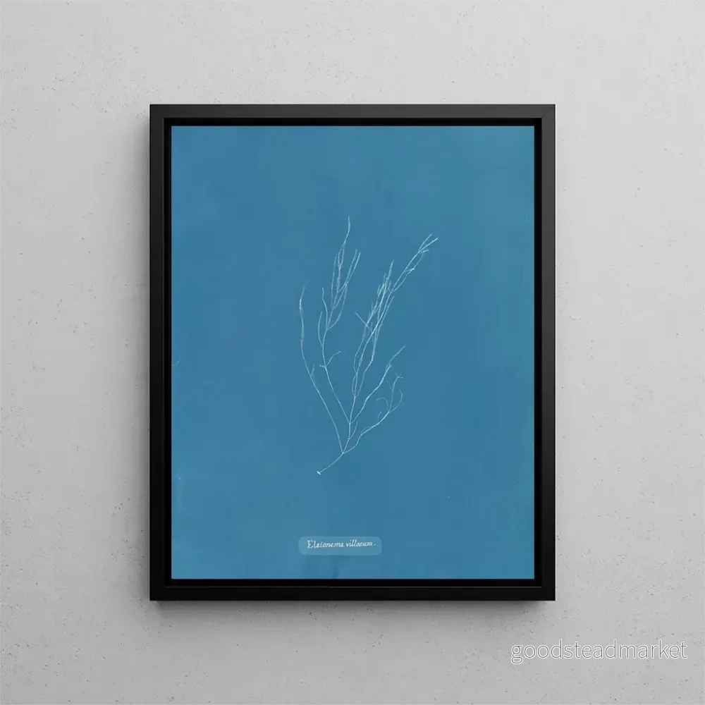 Målning Élaionema villosum - Anna Atkins