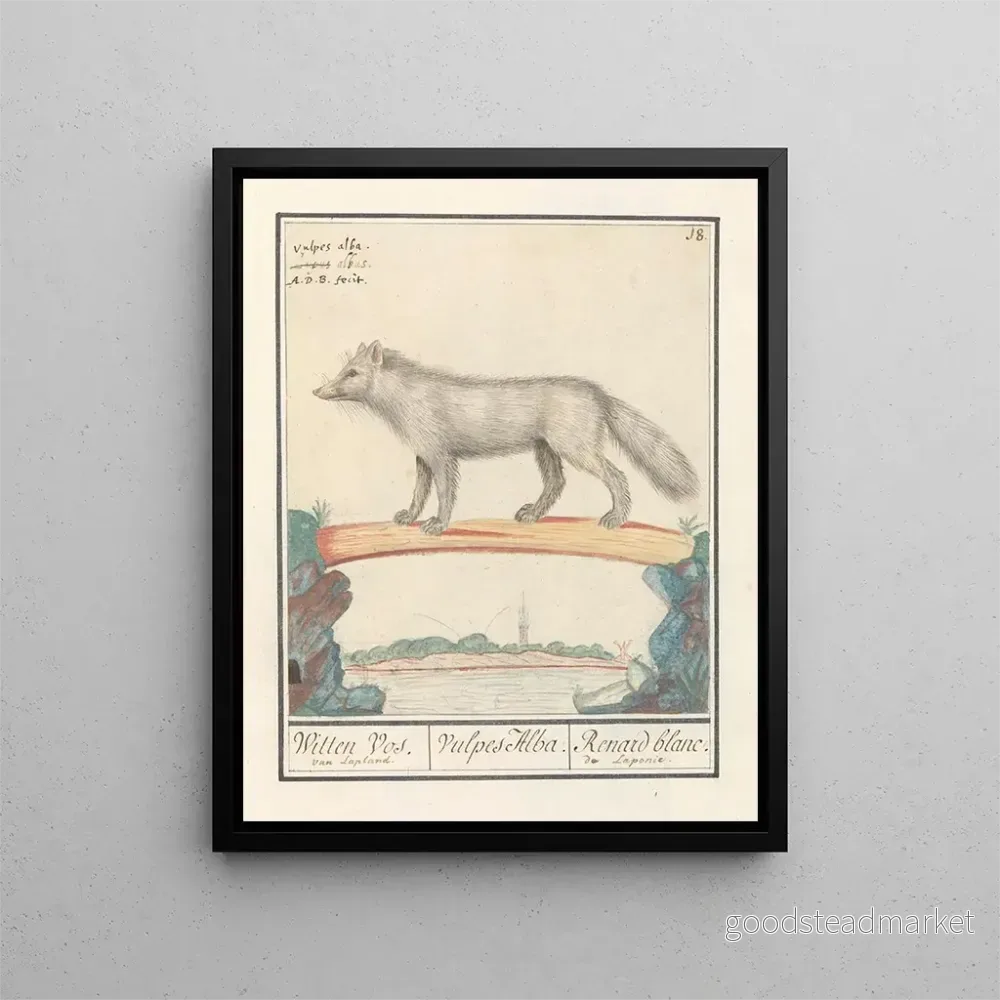 Målning Poolvos Vulpes lagopus Witten Vos Vulpes Alba Renard blanc de Laponie - Anselmus Botius de Boodt Konsttryck