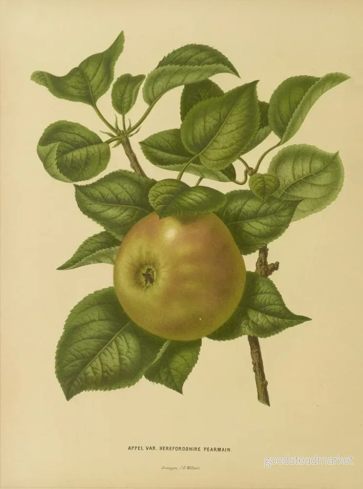 Målning Flore holländska och Pomone PL23 - Abraham Jacobus Wendel | Konsttryck - Bild 2