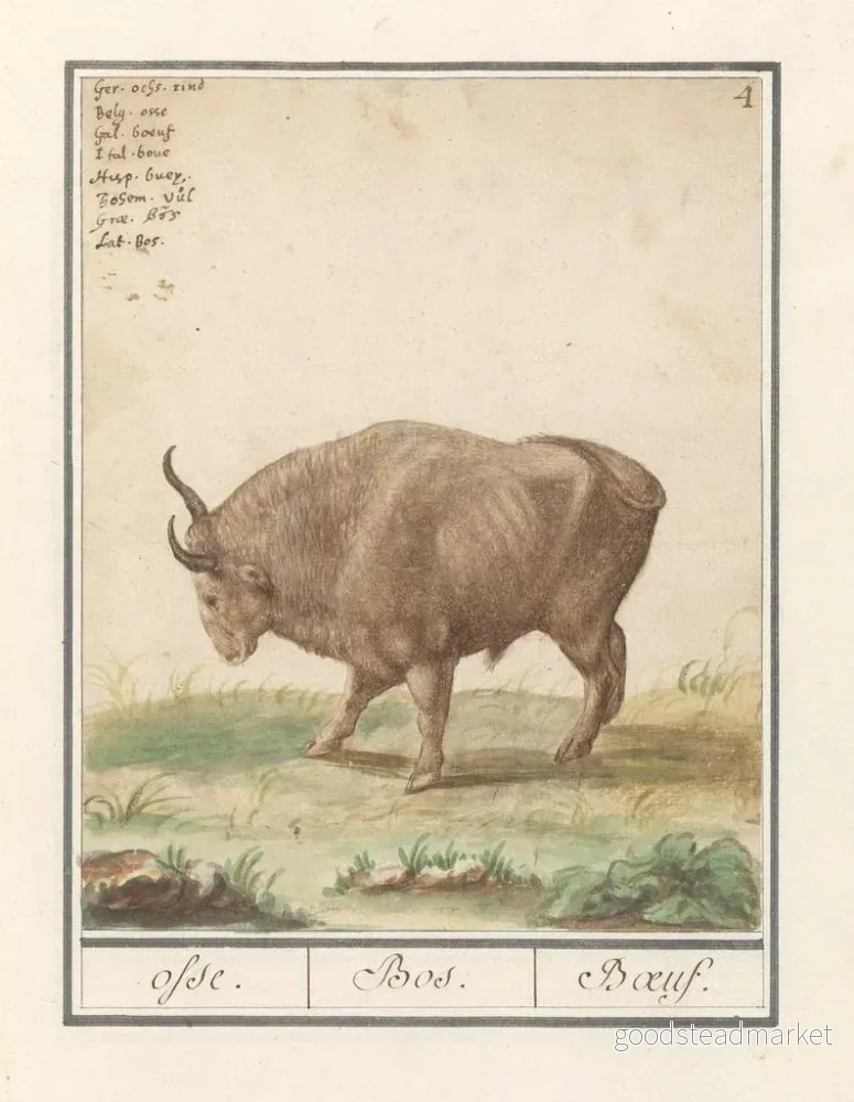 Målning Bœuf Bos taurus bœufs Bos Bœuf - Anselmus Botius de Boodt | Konsttryck - Bild 2