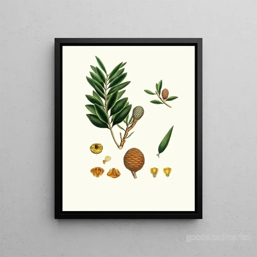 Målning Dammara orientalis, träd med Amboyna-resin – Aylmer Bourke Lambert | Konsttryck Målning Dammara orientalis, träd med Amboyna-resin – Aylmer Bourke Lambert | Konsttryck