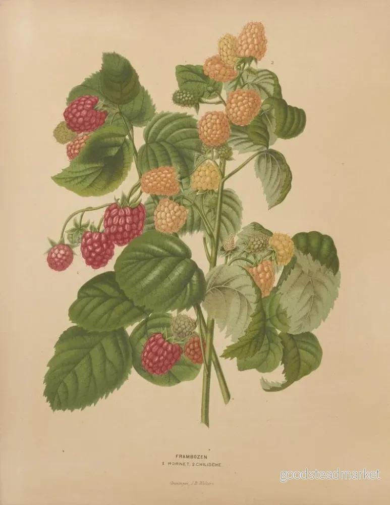 Målning Flore holländska och Pomone PL46 - Abraham Jacobus Wendel | Konsttryck - Bild 2