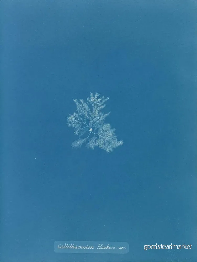 Målning Callithamnion hookeri var. - Anna Atkins - Bild 2