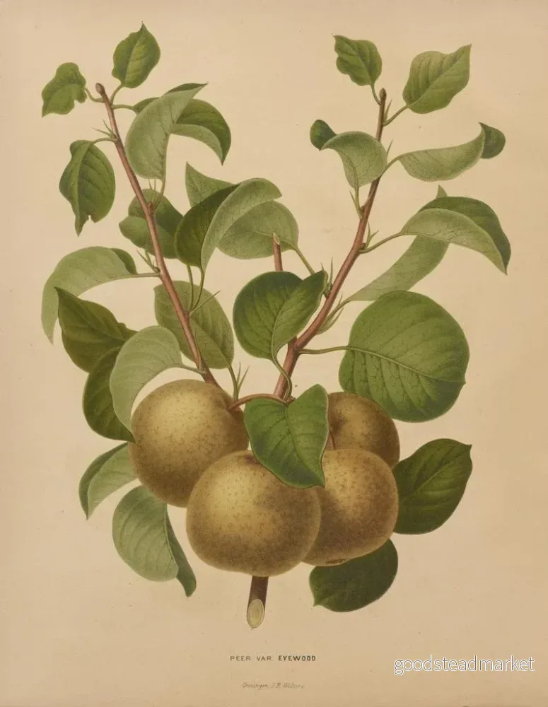 Målning Flore holländska och Pomone PL63 - Abraham Jacobus Wendel | Konsttryck - Bild 2