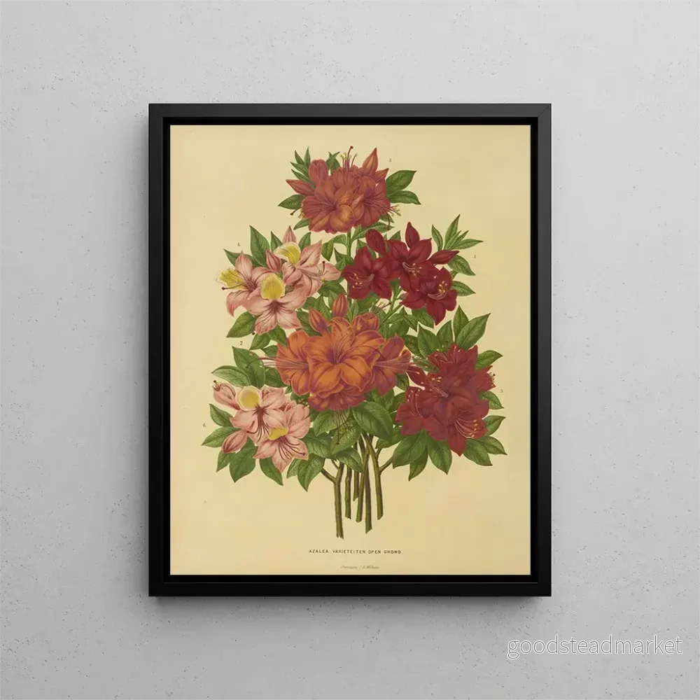 Målning av holländska blommor och Pomone Pl. 15 – Abraham Jacobus Wendel