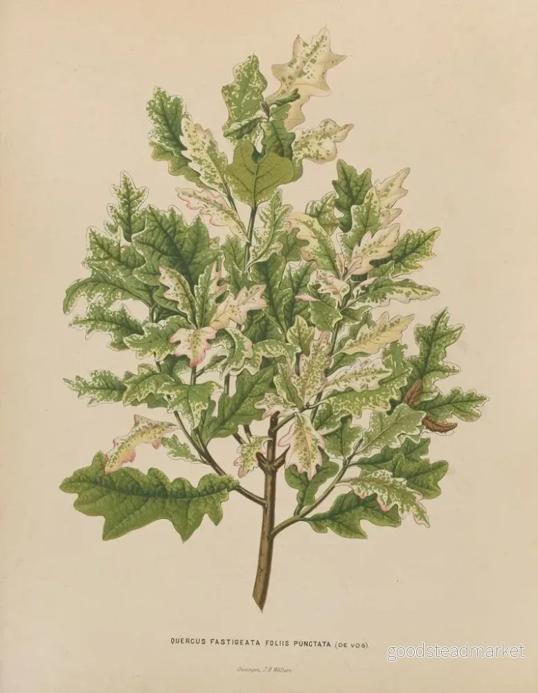 Målning Flore hollandaise et Pomone PL40 - Abraham Jacobus Wendel | Konsttryck - Bild 2