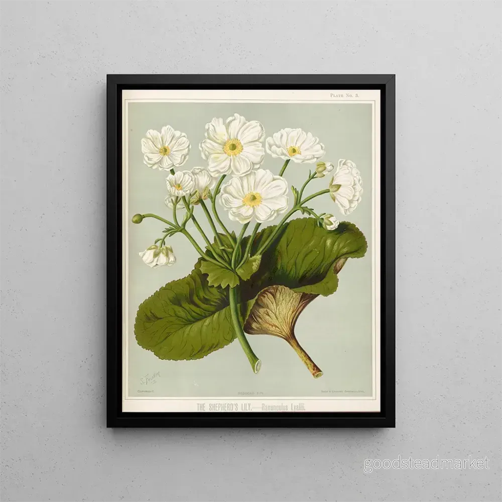 Målning Le Lys des bergers Ranunculus lyallii, Planche 3 – Sarah Featon | Konsttryck Målning Le Lys des bergers Ranunculus lyallii, Planche 3 – Sarah Featon | Konsttryck