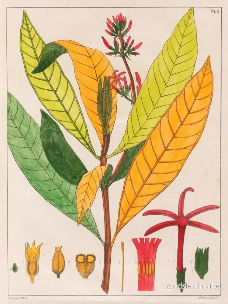 Målning Cinchona ferruginea - Auguste de Saint-Hilaire | Konsttryck - Bild 2