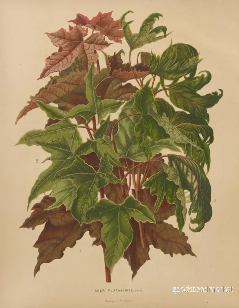 Målning Flore hollandaise et Pomone PL58 - Abraham Jacobus Wendel | Konsttryck - Bild 2