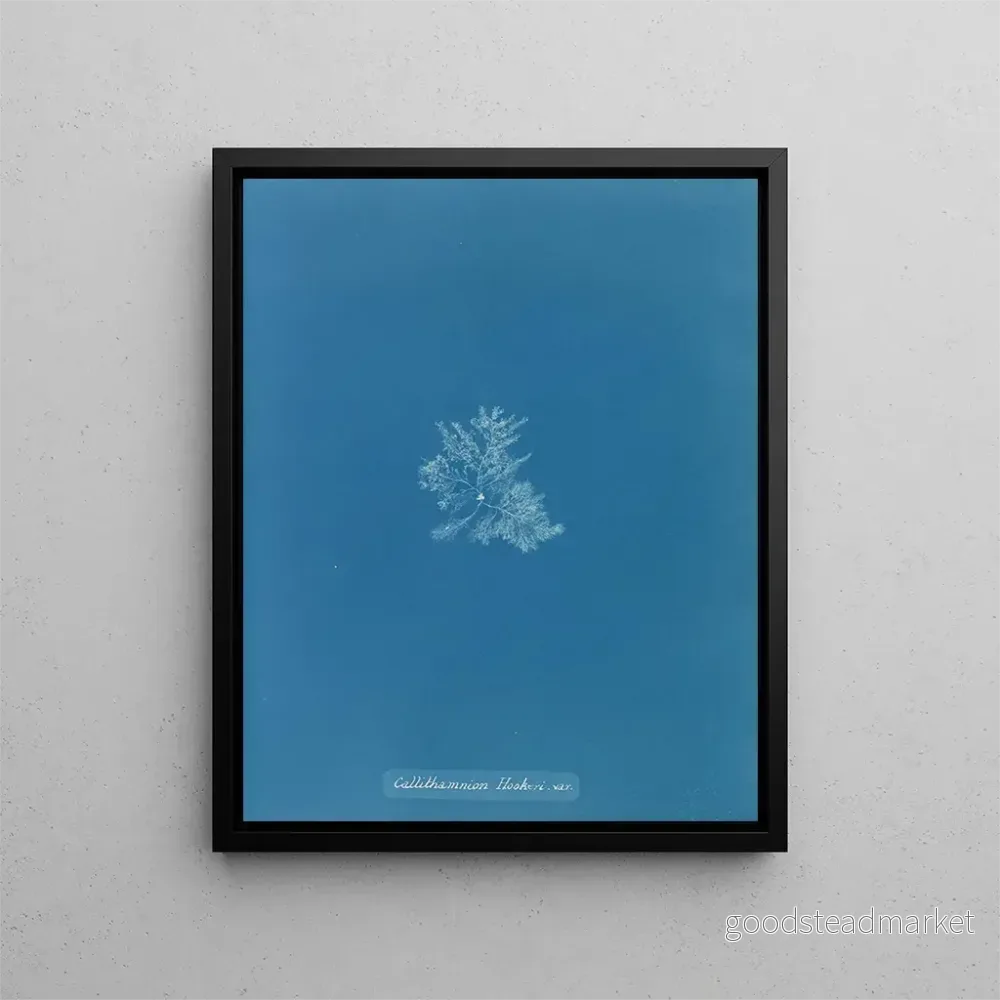 Målning Callithamnion hookeri var. - Anna Atkins