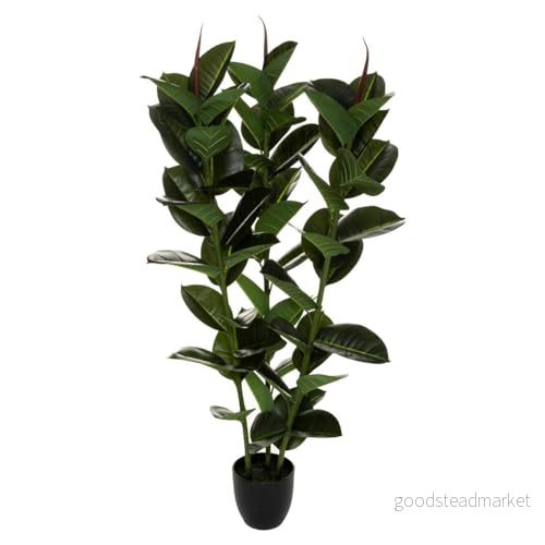 Ficus Robusta H 120 3560237593463