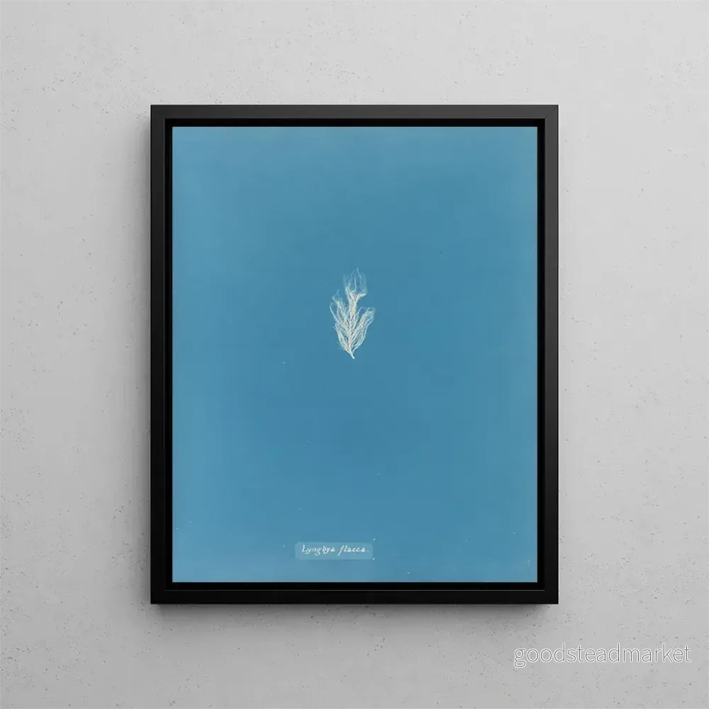 Målning Lyngbya flacca - Anna Atkins | Konsttryck
