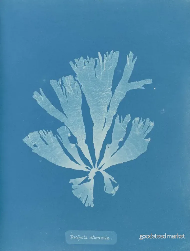 Målning Dictyota atomaria - Anna Atkins | Konsttryck - Bild 2