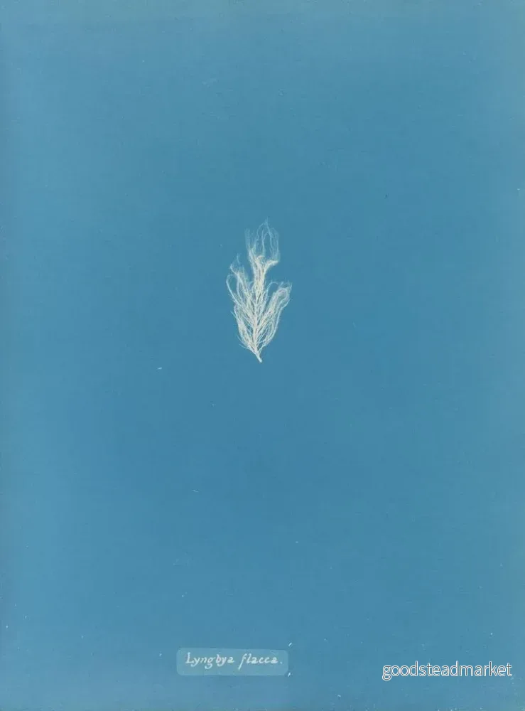 Målning Lyngbya flacca - Anna Atkins | Konsttryck - Bild 2