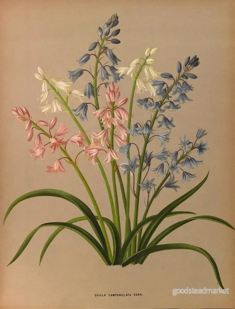 Målning Scilla campanulata varr - Arentina Hendrica Arendsen | Konsttryck - Bild 2