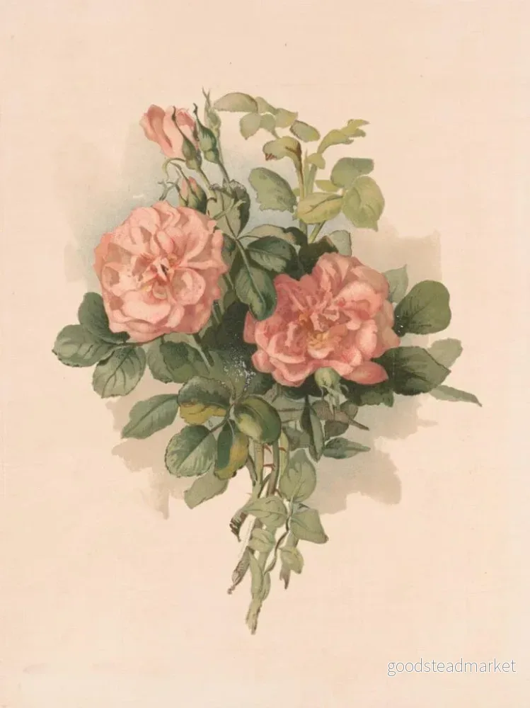 Målning Rosor blush - Annie Nowell | Konsttryck - Bild 2