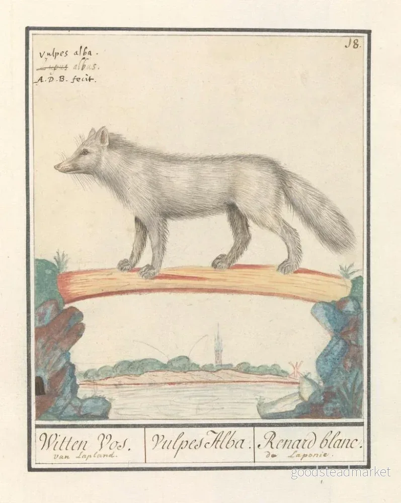 Målning Poolvos Vulpes lagopus Witten Vos Vulpes Alba Renard blanc de Laponie - Anselmus Botius de Boodt Konsttryck - Bild 2
