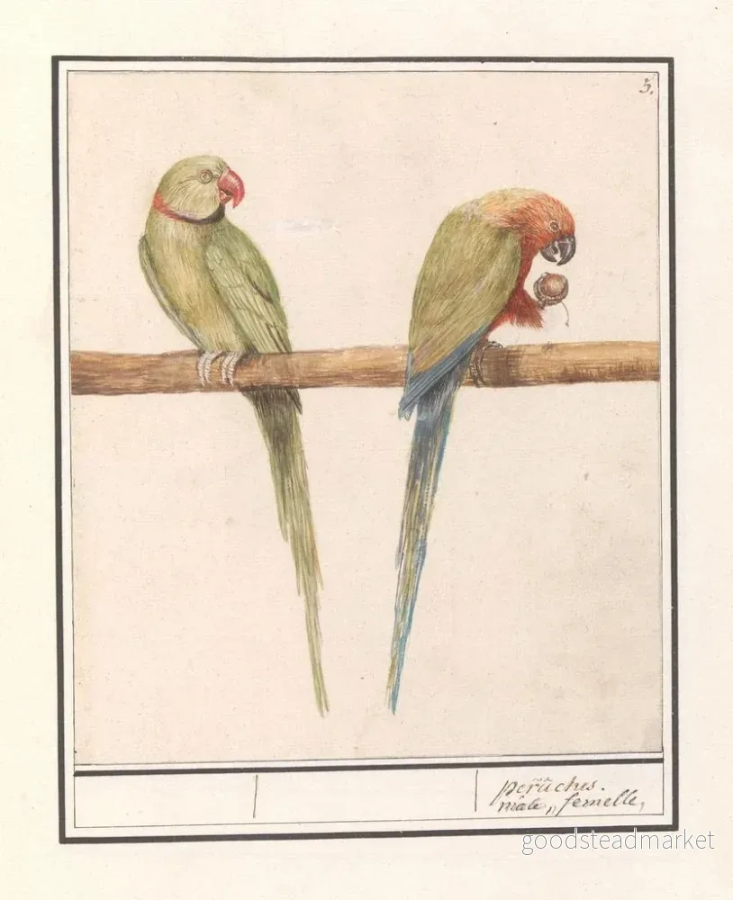 Målning Perruche géante Alexandre Psittacula eupatria och liten papegoja Alexandre Psittacula alexandri - Anselmus Botius de Boodt | Konsttryck - Bild 2