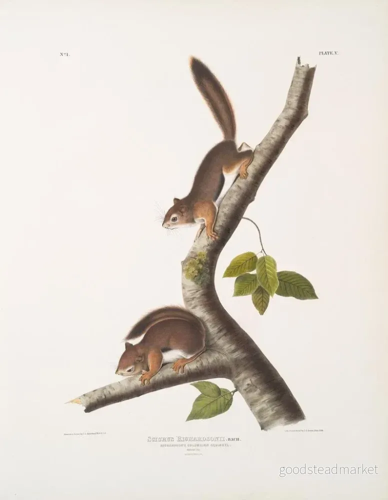 Målning Sciurus richardsonii, colombiansk ekorre av Richardson, naturlig storlek, hane och hona - John Woodhouse Audubon | Konsttryck - Bild 2
