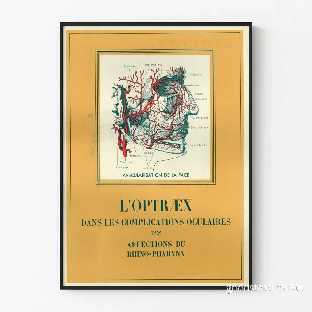 Vintage anatomisk poster - ansiktsvaskularisering vid ögonsjukdomar