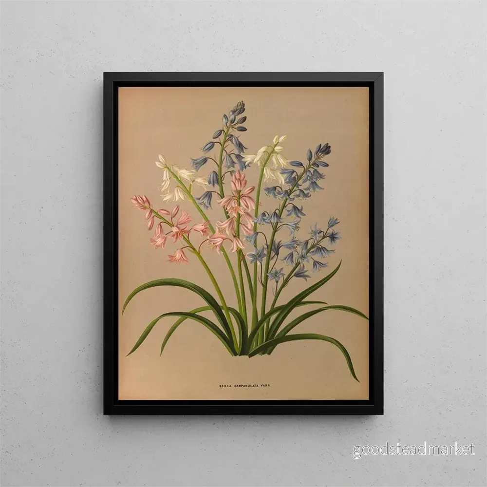 Målning Scilla campanulata varr - Arentina Hendrica Arendsen | Konsttryck