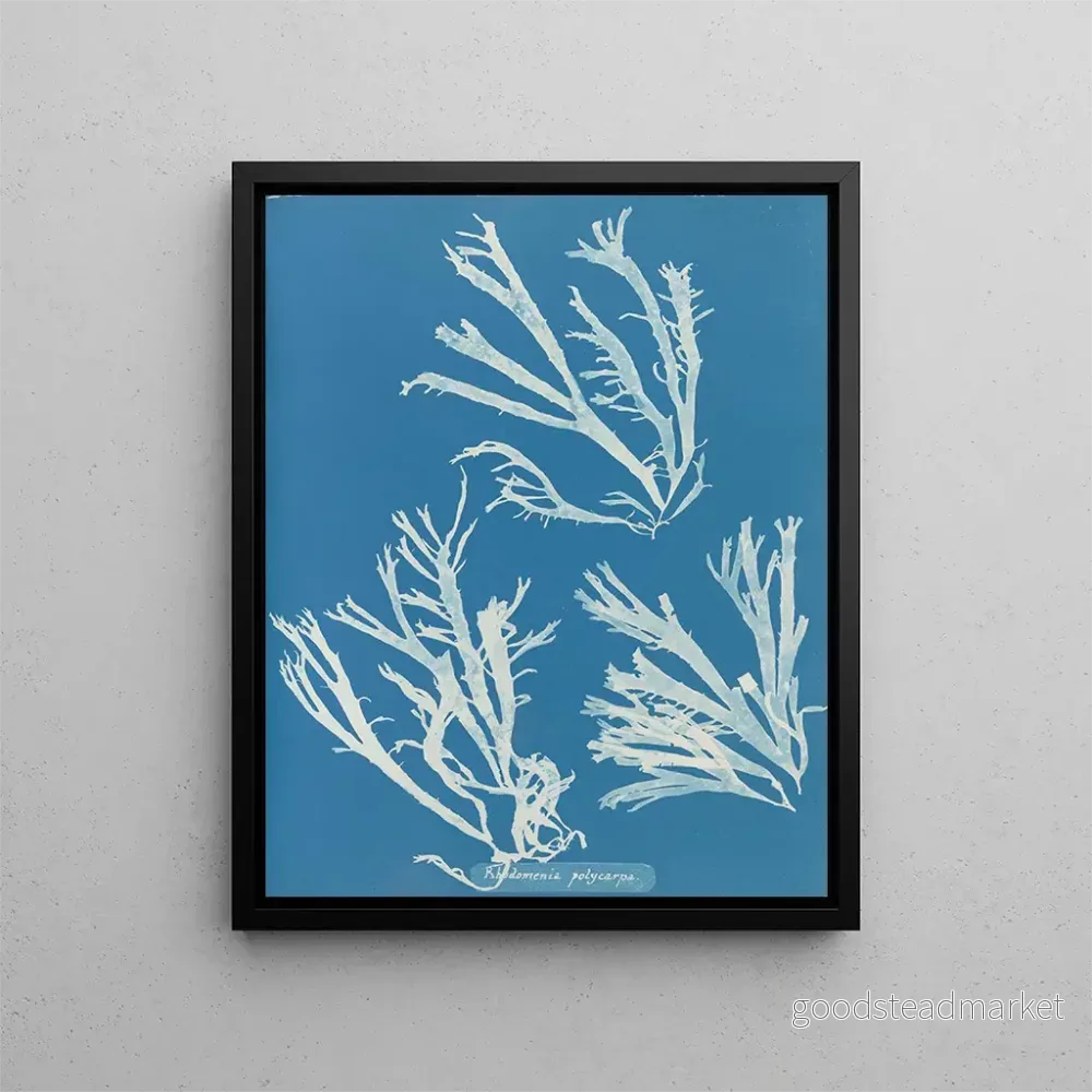 Målning Rhodoménie polycarpe – Anna Atkins | Konsttryck