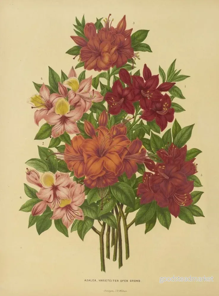 Målning av holländska blommor och Pomone Pl. 15 - Abraham Jacobus Wendel - Bild 2