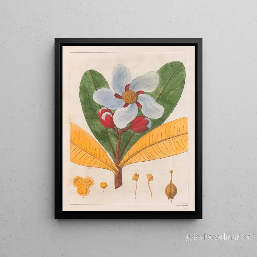 Målning Kielmayera speciosa V.A. – Auguste de Saint-Hilaire | Konsttryck Målning Kielmayera speciosa V.A. – Auguste de Saint-Hilaire | Konsttryck