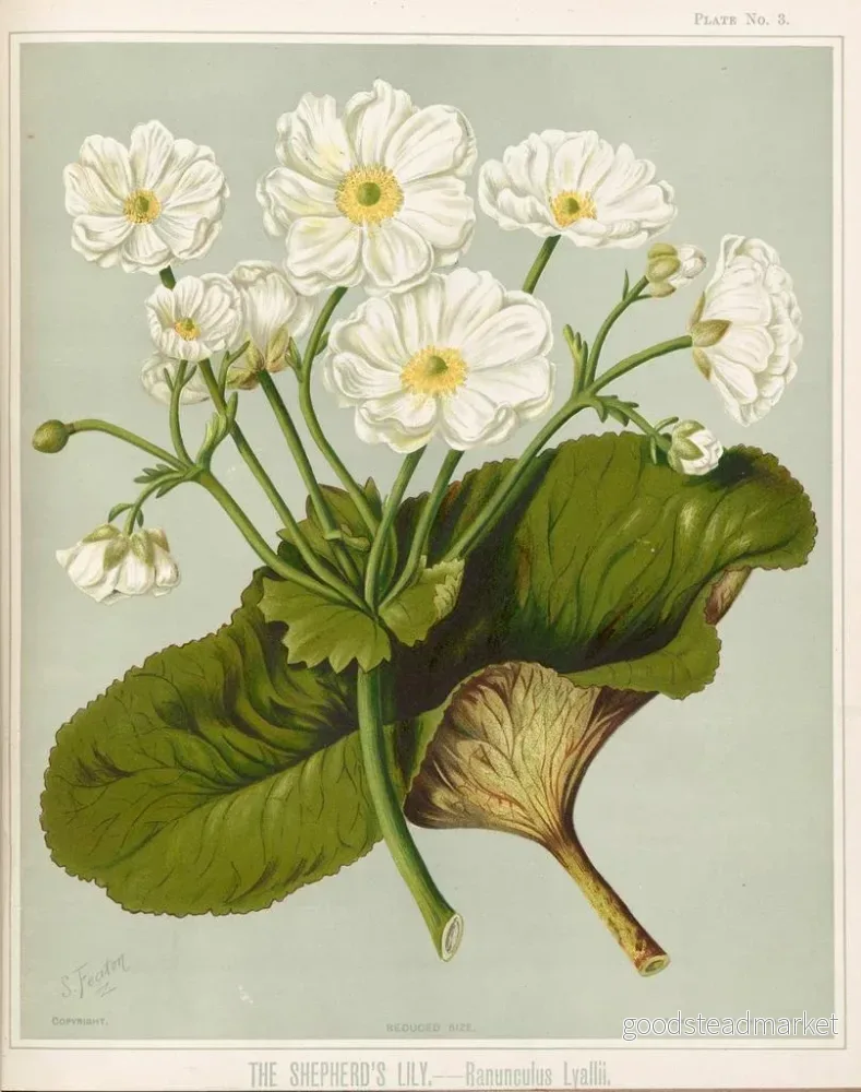 Målning Le Lys des bergers Ranunculus lyallii, Planche 3 - Sarah Featon | Konsttryck - Bild 2