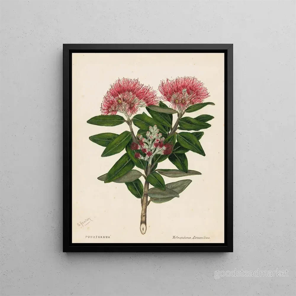 Målning Pohutukawa Metrosideros tomentosa – Sarah Featon | Konsttryck Målning Pohutukawa Metrosideros tomentosa – Sarah Featon | Konsttryck