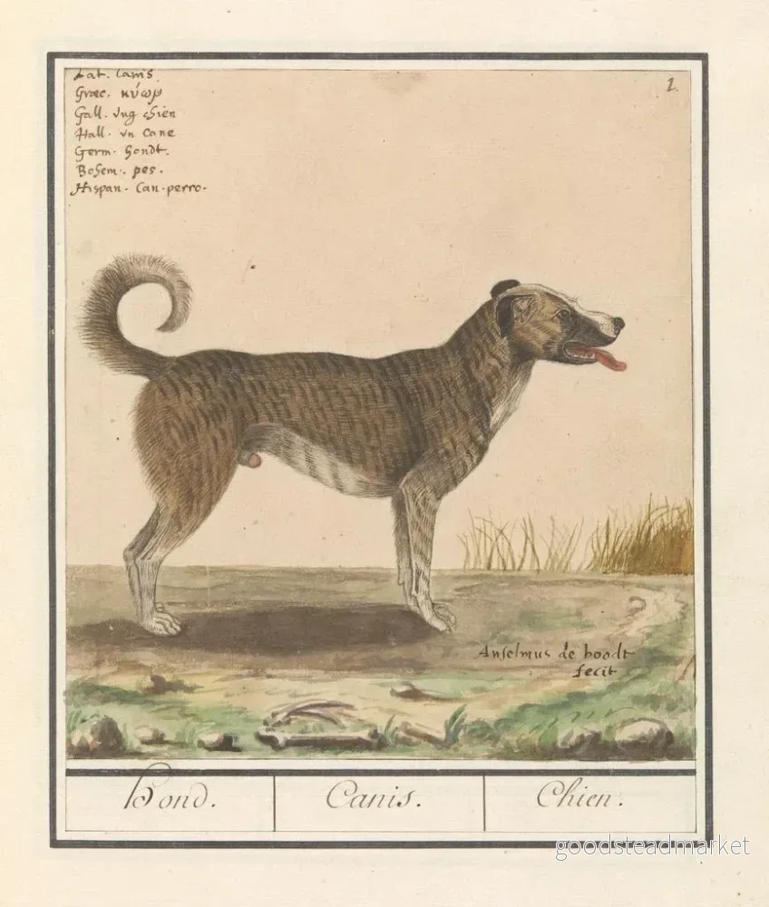 Målning Hond är en familjekonsttryck - Anselmus Botius de Boodt - Bild 2