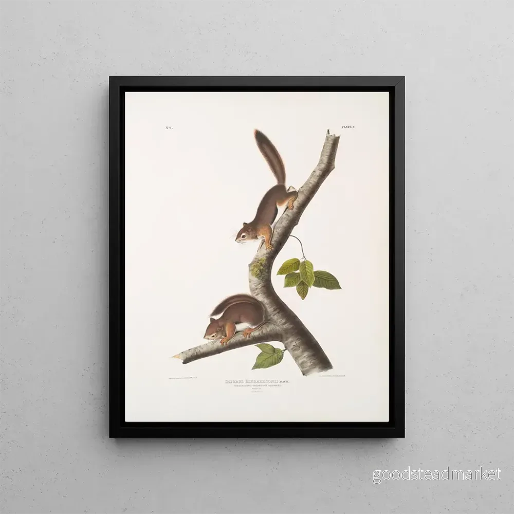 Målning Sciurus richardsonii, colombiansk ekorre av Richardson, naturlig storlek, hane och hona - John Woodhouse Audubon | Konsttryck