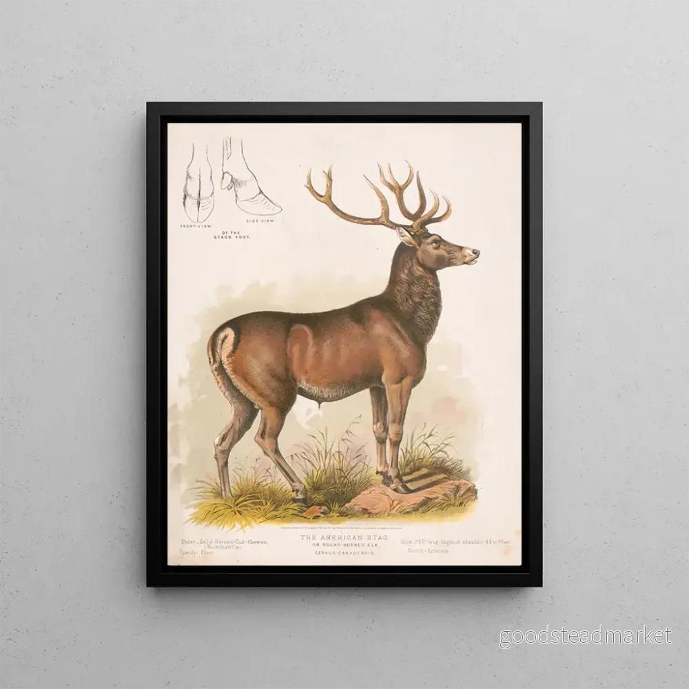 Målning Le wapiti américain – Louis Prang Co | Konsttryck