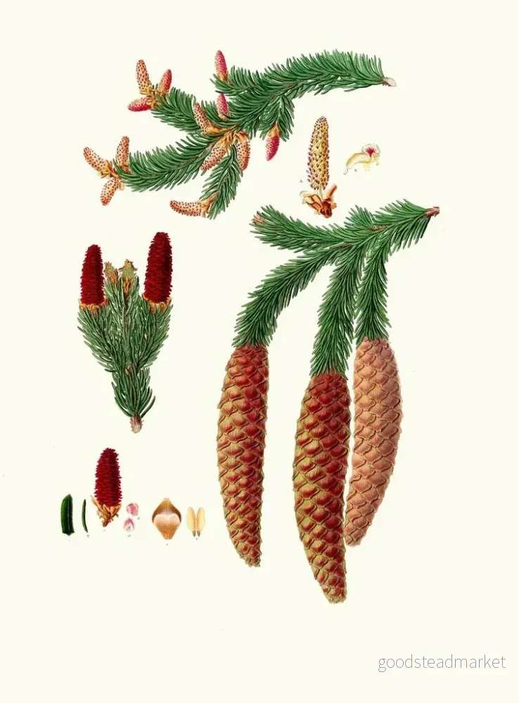 Målning Pinus abies, norska gran - Aylmer Bourke Lambert | Konsttryck - Bild 2
